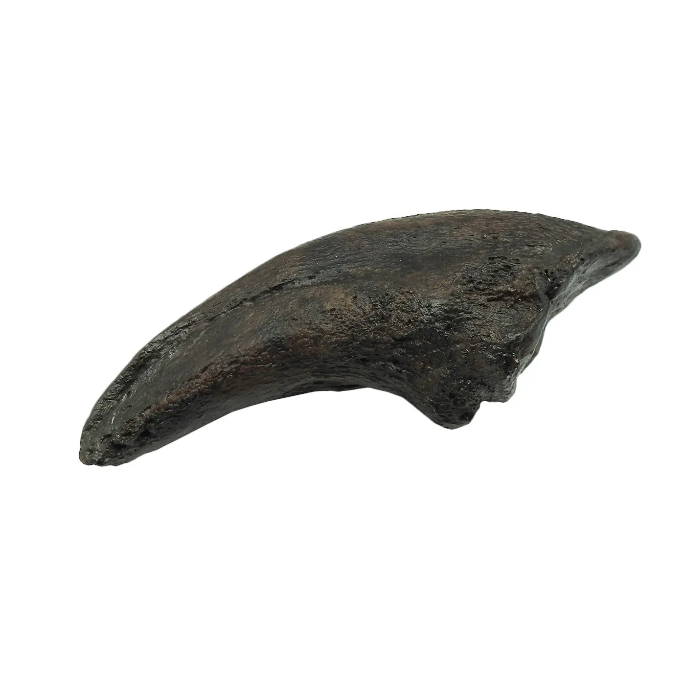 SUE the T. rex Claw Replica